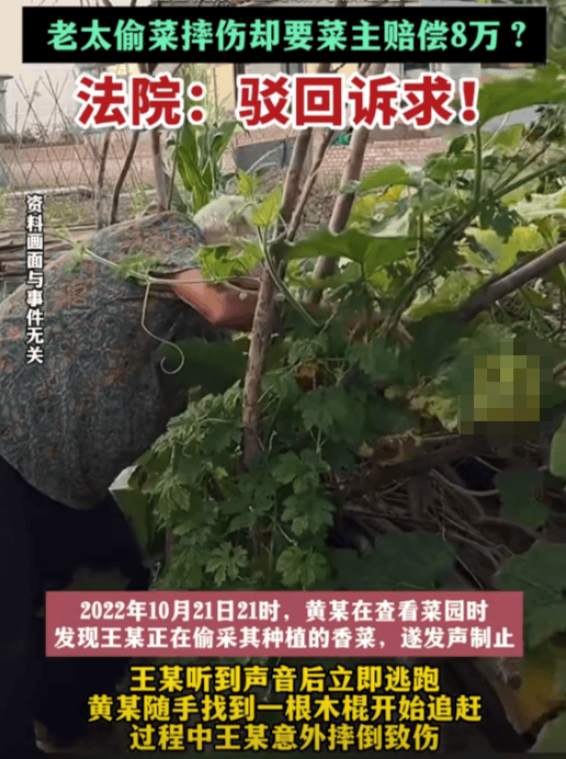 老太偷菜逃跑摔伤 向菜主索赔8万，法官：不会因为“谁哭闹”而判“谁有理”