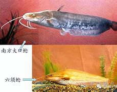 河内水牛VS鲶(河牛和水牛的区别)