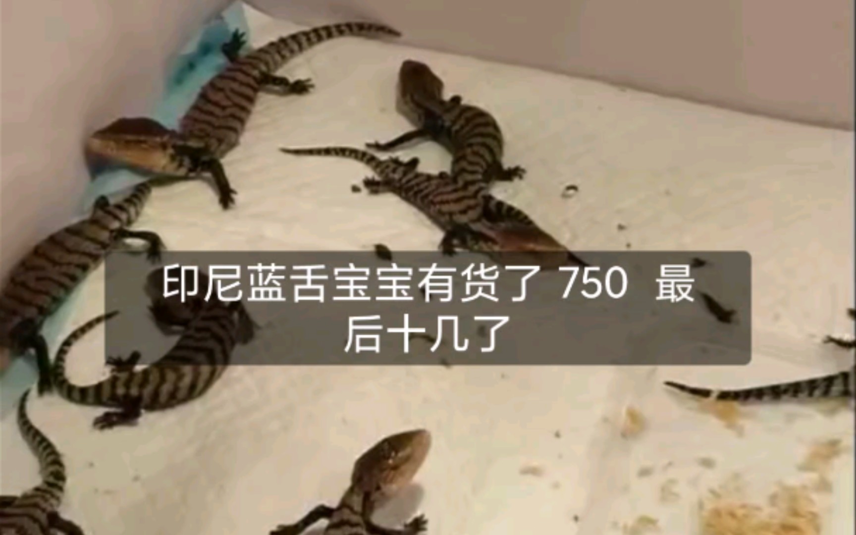 台蓝vs印尼(台湾与印尼)