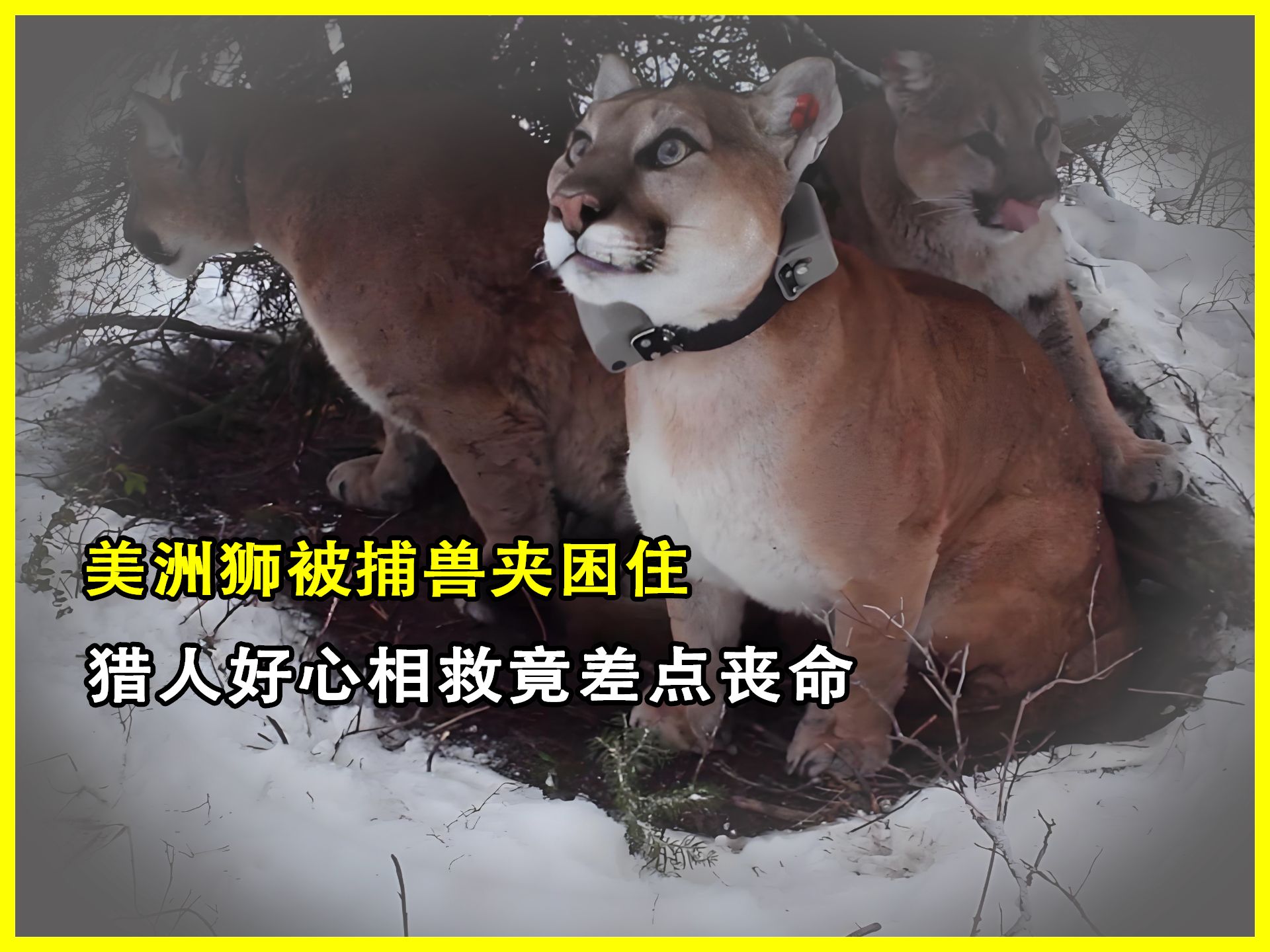 墨美洲vs美洲狮(美洲杯美国和墨西哥)