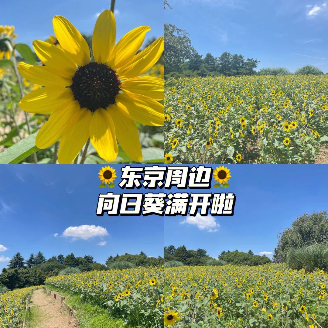 东京vs向日葵(东京比赛视频2021)