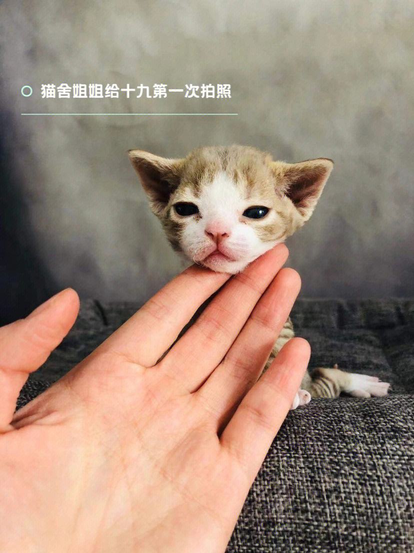 黑贝足球(nba黑贝是谁)